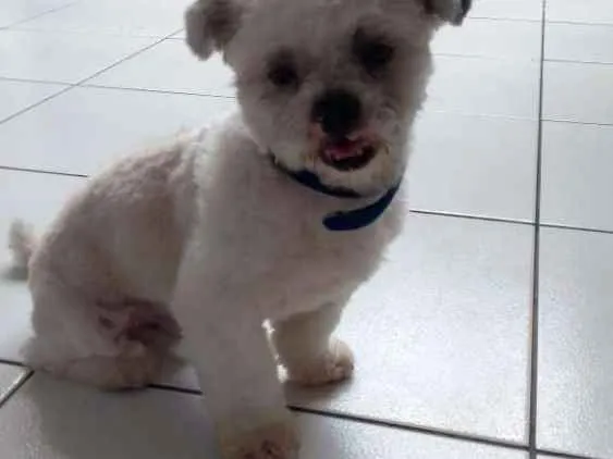 Cachorro raça Lhasa  apso idade 2 anos nome Tommy