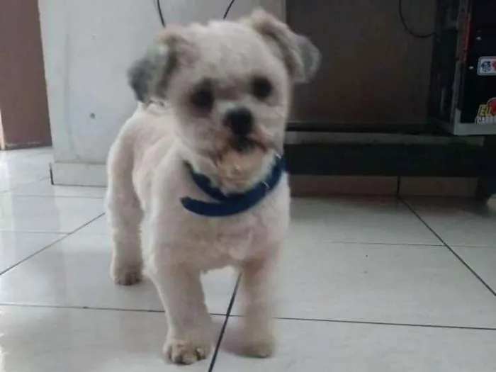 Cachorro raça Lhasa  apso idade 2 anos nome Tommy