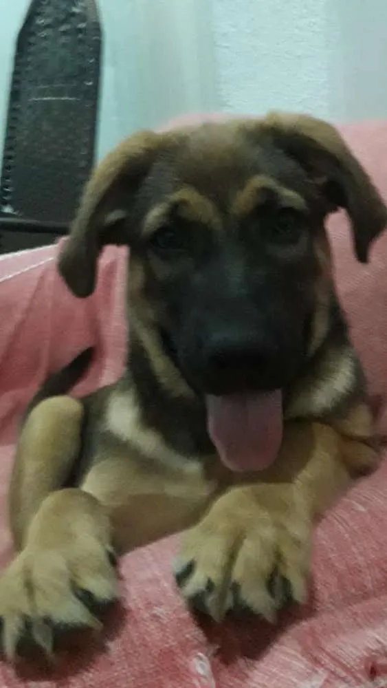 Cachorro ra a SRD idade 2 a 6 meses nome Luca