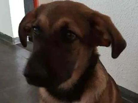 Cachorro ra a SRD idade 2 a 6 meses nome Luca