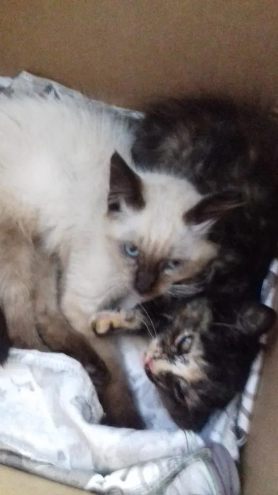 Gato ra a Escaminha  idade Abaixo de 2 meses nome Amy Bebe peluda fofa