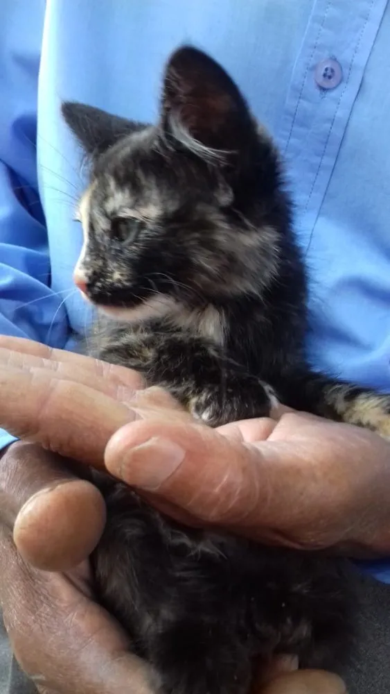 Gato ra a Escaminha  idade Abaixo de 2 meses nome Amy Bebe peluda fofa