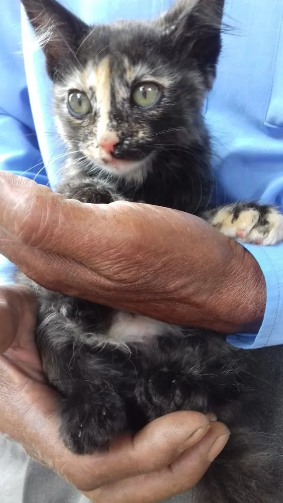 Gato ra a Escaminha  idade Abaixo de 2 meses nome Amy Bebe peluda fofa