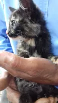 Amy Bebe peluda fofa
