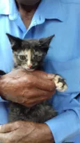 Amy Bebe peluda fofa
