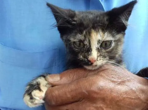 Gato ra a Escaminha  idade Abaixo de 2 meses nome Amy Bebe peluda fofa