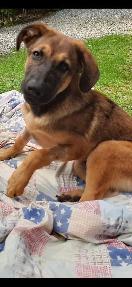 Cachorro ra a RND idade 2 a 6 meses nome Luca
