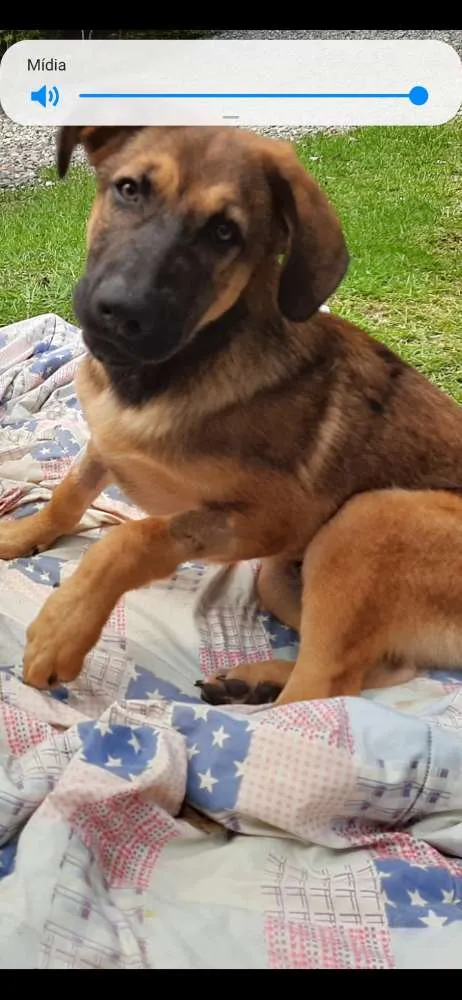 Cachorro ra a RND idade 2 a 6 meses nome Luca