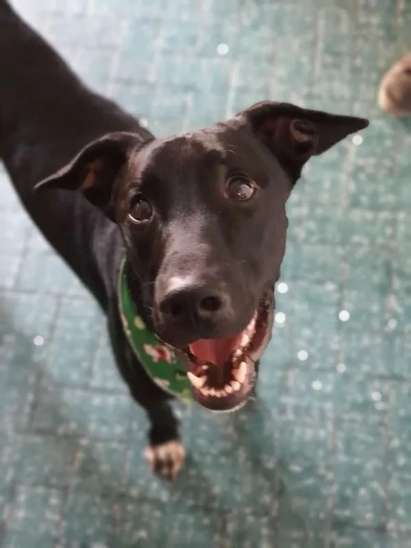 Cachorro ra a SRD idade 1 ano nome Banguela