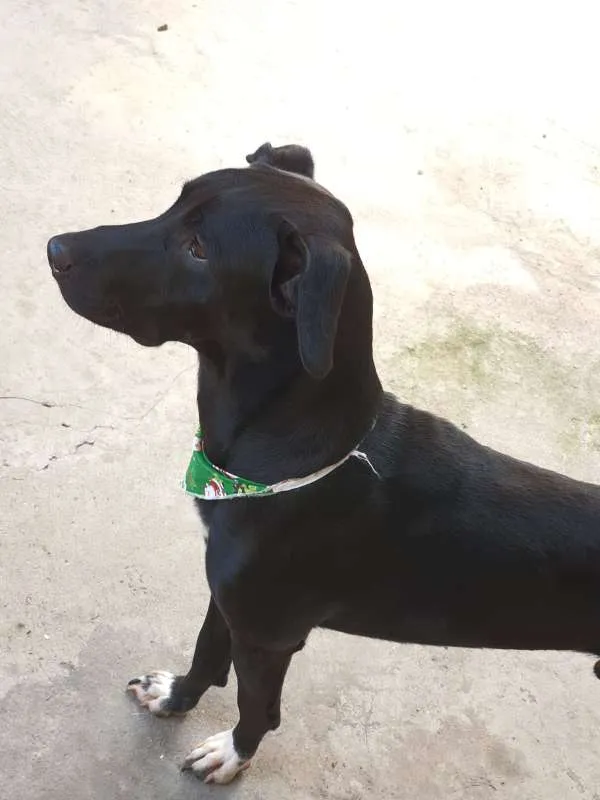 Cachorro ra a SRD idade 1 ano nome Banguela