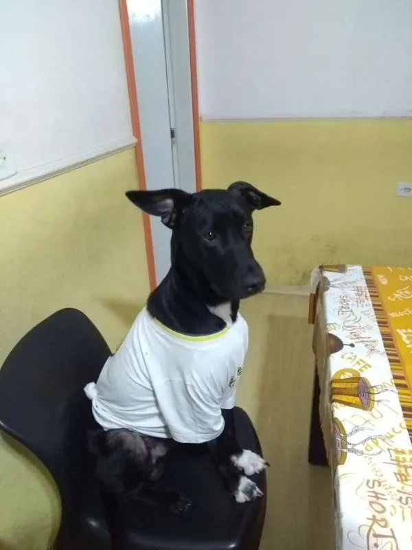 Cachorro ra a SRD idade 1 ano nome Banguela