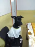 Banguela