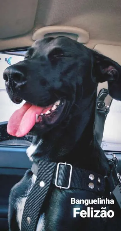 Cachorro ra a SRD idade 1 ano nome Banguela