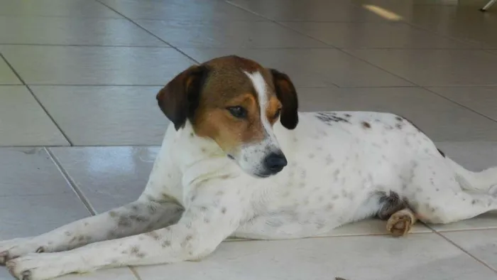 Cachorro ra a Vira-latas idade 3 anos nome Zé e Alice