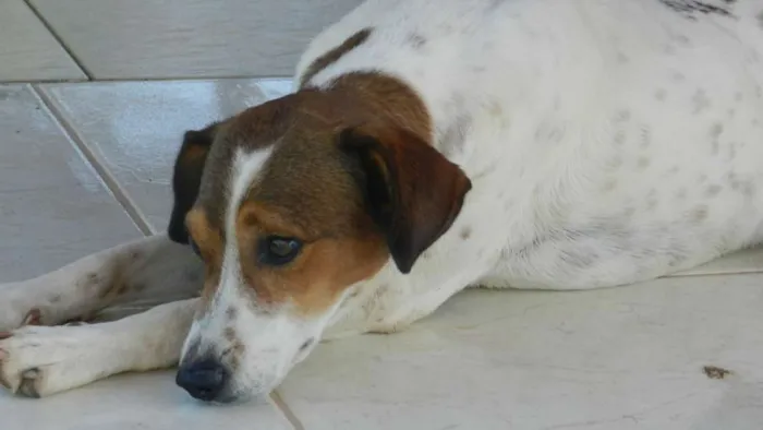 Cachorro ra a Vira-latas idade 3 anos nome Zé e Alice