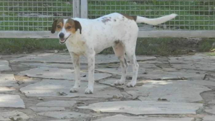 Cachorro ra a Vira-latas idade 3 anos nome Zé e Alice