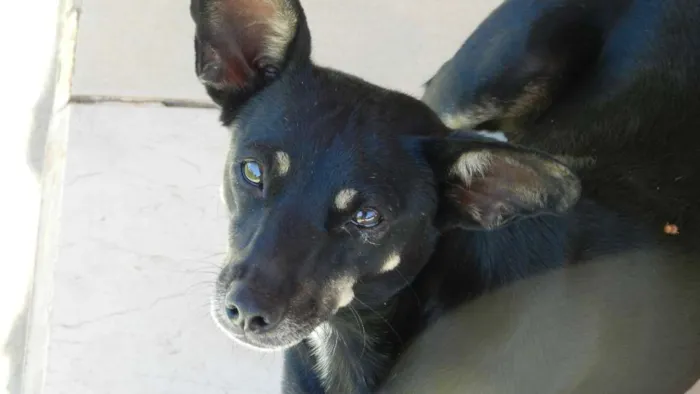 Cachorro ra a Vira-latas idade 3 anos nome Zé e Alice