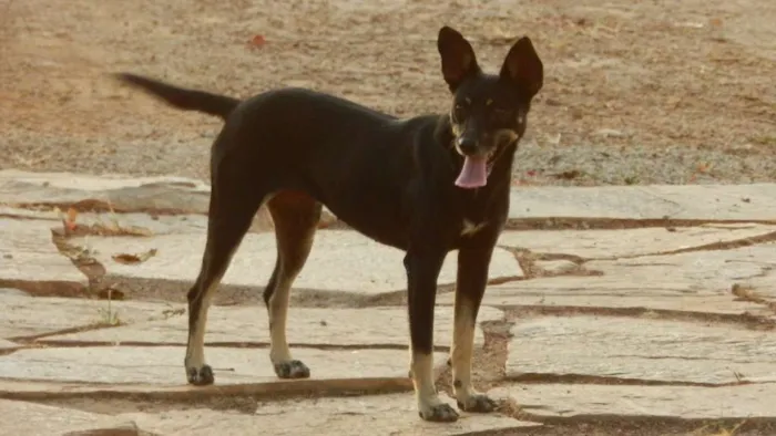 Cachorro ra a Vira-latas idade 3 anos nome Zé e Alice