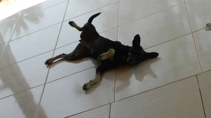 Cachorro ra a Vira-latas idade 3 anos nome Zé e Alice