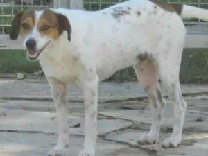 Cachorro raça Vira-latas idade 3 anos nome Zé e Alice