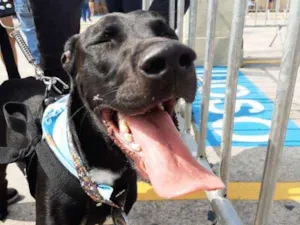 Cachorro raça SRD idade 1 ano nome Banguela