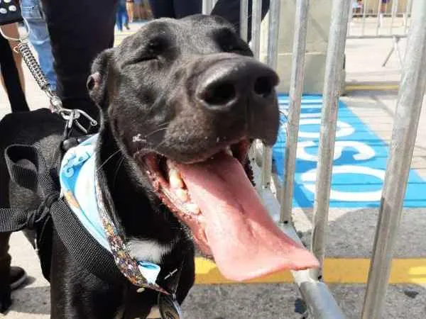 Cachorro ra a SRD idade 1 ano nome Banguela