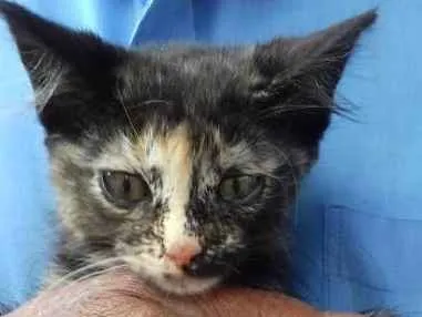Gato ra a Escaminha  idade Abaixo de 2 meses nome Amy Bebe peluda fofa