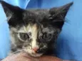 Amy Bebe peluda fofa