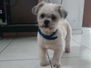 Cachorro raça Lhasa  apso idade 2 anos nome Tommy
