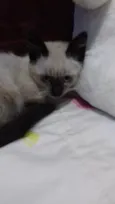 Fofo peludinho bebê