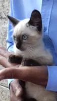 Fofo peludinho bebê