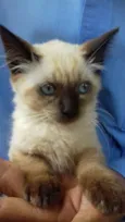 Fofo peludinho bebê