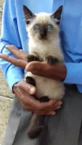 Fofo peludinho bebê