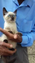 Fofo peludinho bebê