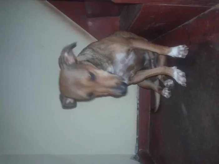 Cachorro ra a coffap idade 1 ano nome Pedrita