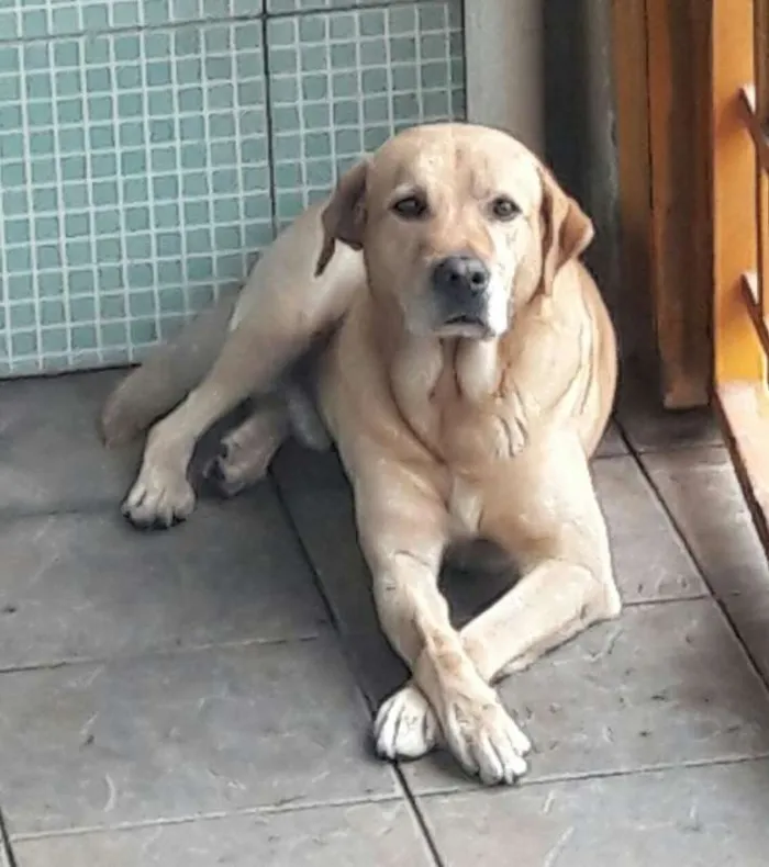 Cachorro ra a Labrador idade 5 anos nome Sebastian