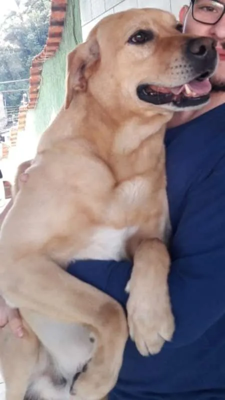 Cachorro ra a Labrador idade 5 anos nome Sebastian