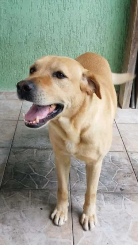 Cachorro ra a Labrador idade 5 anos nome Sebastian