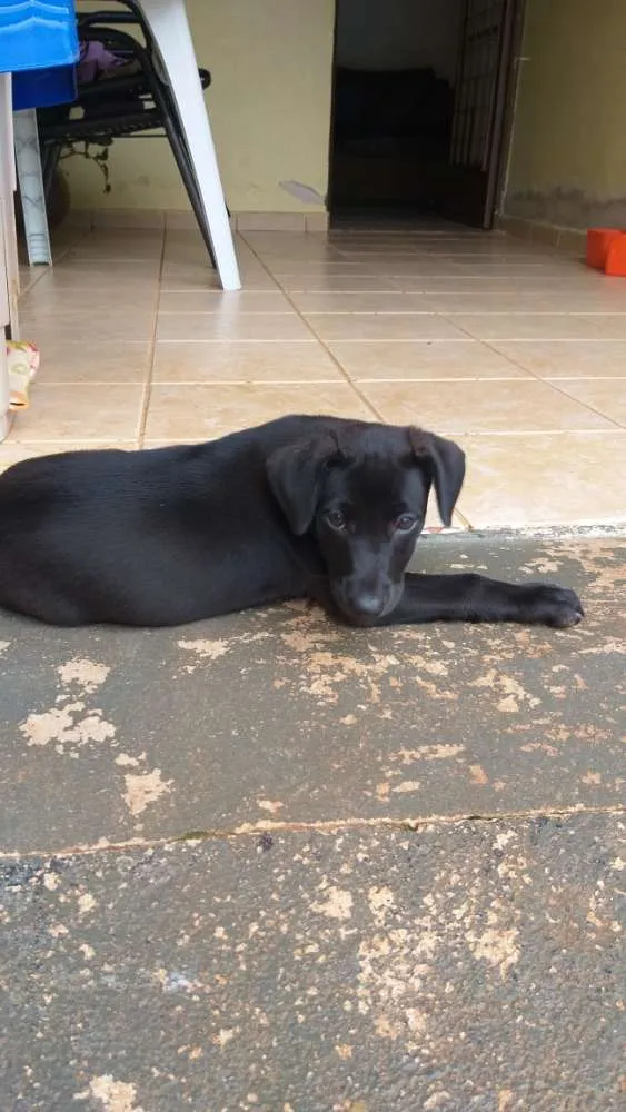 Cachorro ra a Viralata idade 2 a 6 meses nome Lola