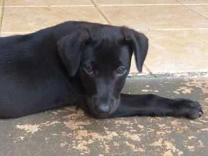 Cachorro ra a Viralata idade 2 a 6 meses nome Lola
