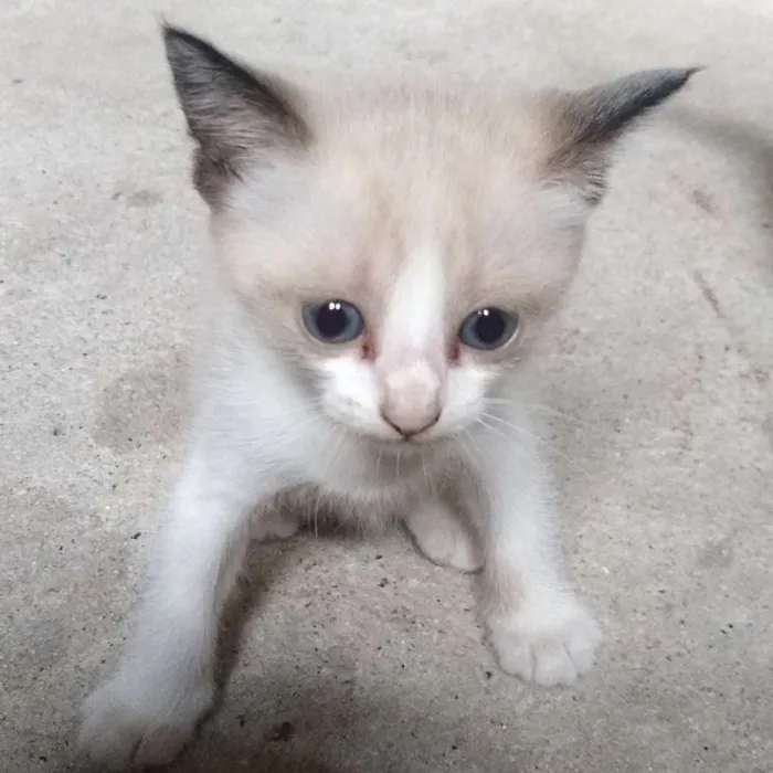 Gato ra a  idade Abaixo de 2 meses nome Lilith