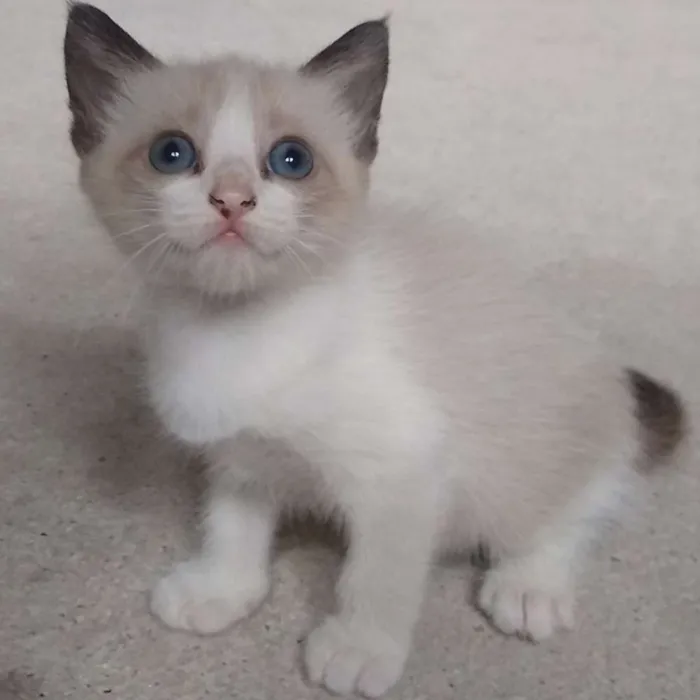 Gato ra a  idade Abaixo de 2 meses nome Lilith