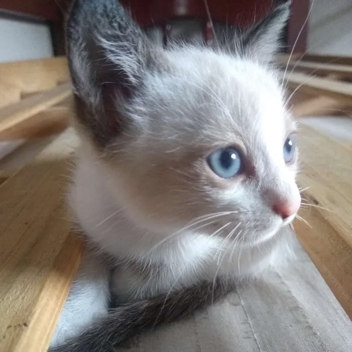Gato ra a  idade Abaixo de 2 meses nome Lilith