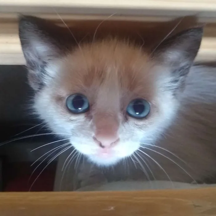 Gato ra a  idade Abaixo de 2 meses nome Lilith