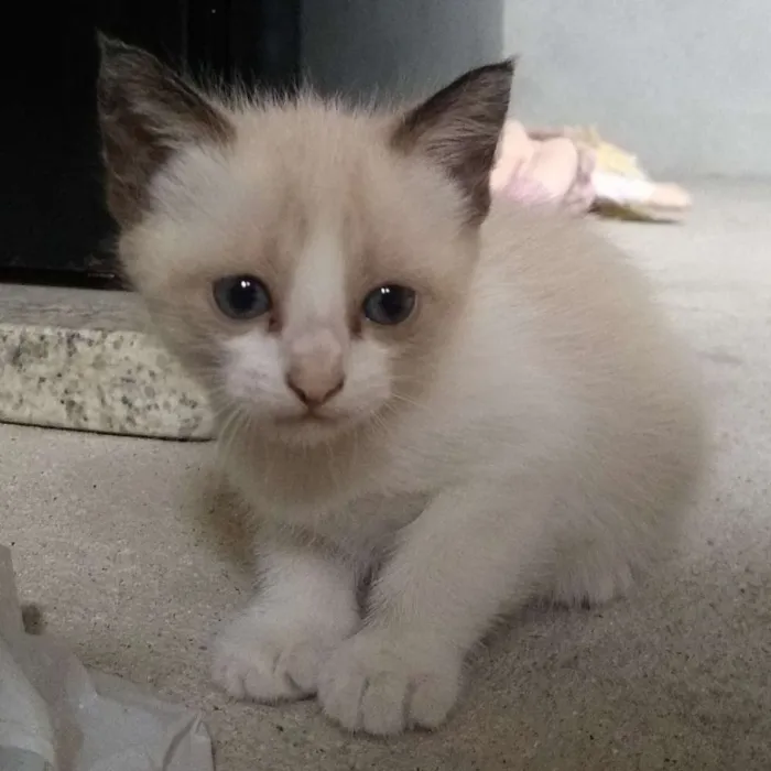 Gato ra a  idade Abaixo de 2 meses nome Lilith