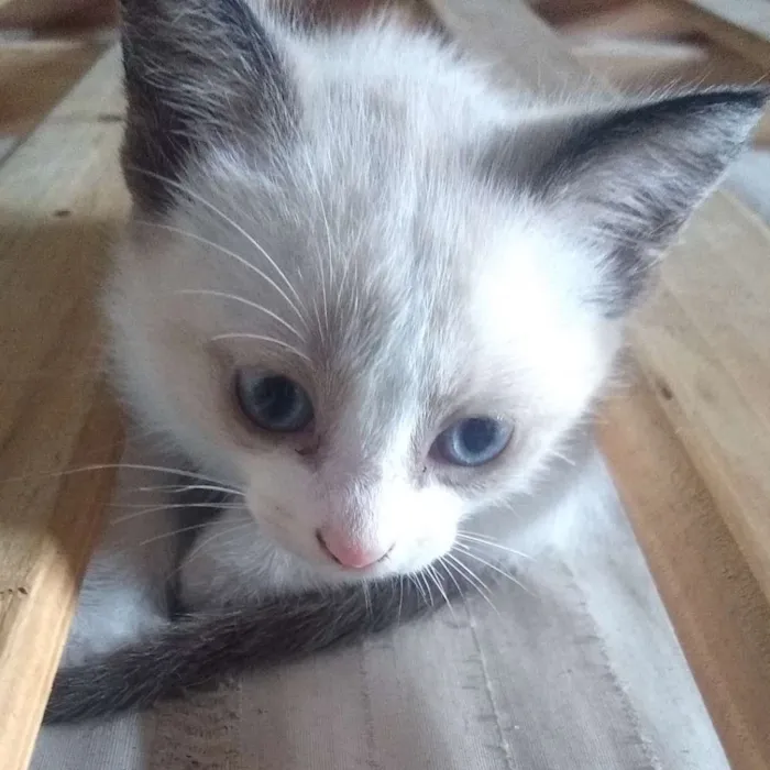 Gato ra a  idade Abaixo de 2 meses nome Lilith