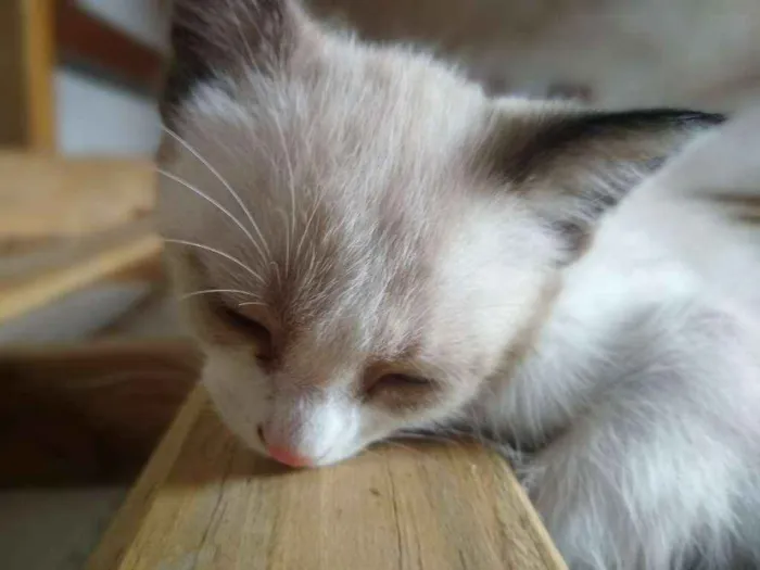 Gato ra a  idade Abaixo de 2 meses nome Lilith