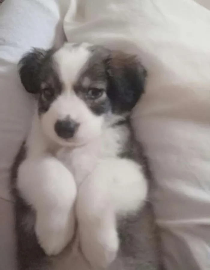 Cachorro raça Srd idade 2 a 6 meses nome A definir
