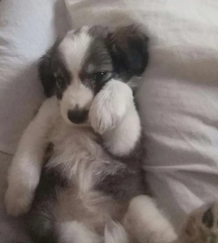 Cachorro raça Srd idade 2 a 6 meses nome A definir