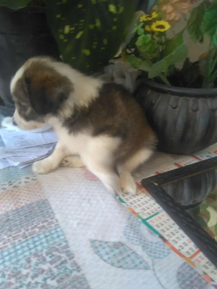 Cachorro raça Srd idade 2 a 6 meses nome A definir